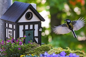 Vogelhaus Vogelhaus