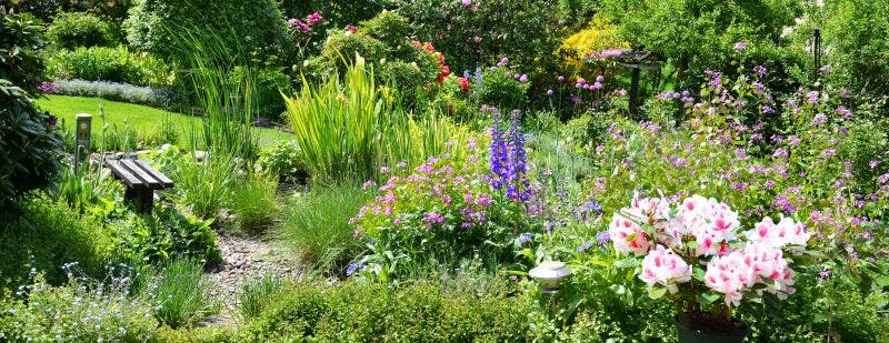 Blumenwiese Blumenwiese