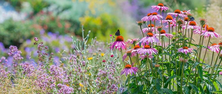 Blumenwiese