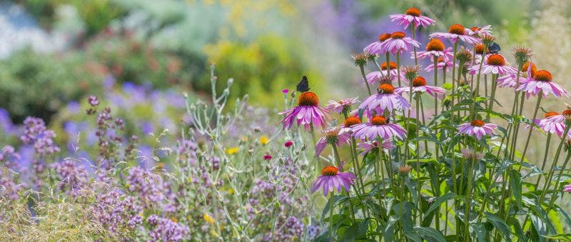 Blumenwiese Blumenwiese