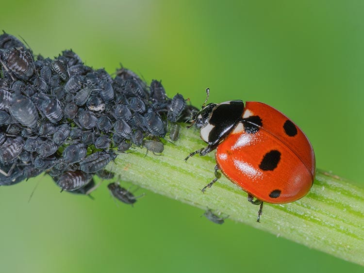 Marienkäfer