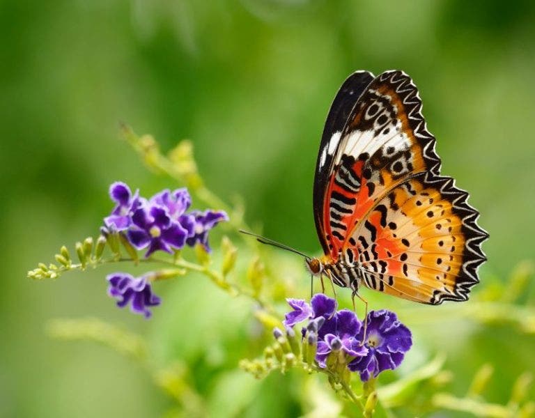 Schmetterling Schmetterling