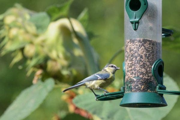 Vogelfutter Vogelfutter