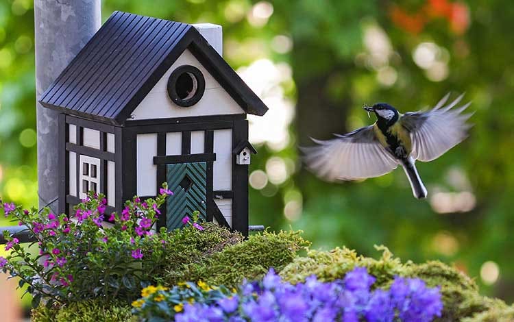 Vogelhaus Vogelhaus
