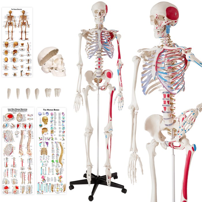 Anatomieskelett mit Muskel und Knochen Markierung